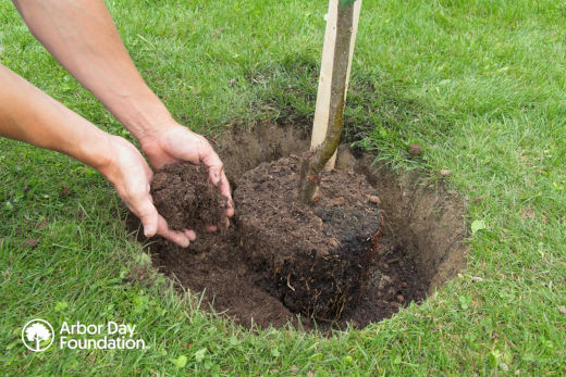 Tree Planting